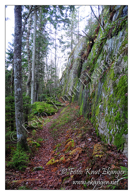 En sti førte oss rundt på nordsiden der vi ble møt av loddrette fjellvegger, ja Brattås bærer navnet med rette.  -  © Foto: Knut Ekanger / www.ekanger.net