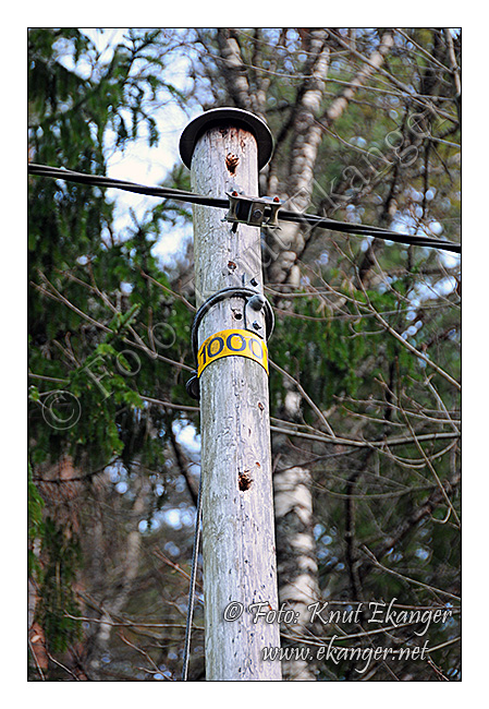 På vei til Eikedalen så vi en hakkespetten som trodde den skulle få ferdig innlagt strøm i sitt nye "hus" men 1000 volt ble nok litt i meste laget. -  © Foto: Knut Ekanger / www.ekanger.net