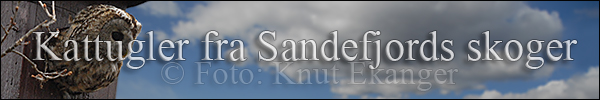 Kattugler fra Sandefjords skoger - Banner - © Foto: Knut Ekanger