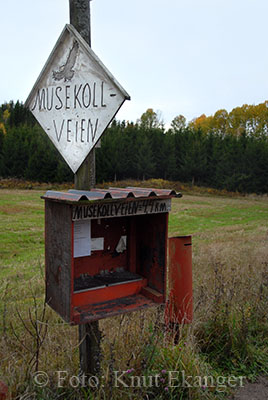 Avkjring fra Rv40- Til Musekollen -  Foto: Knut Ekanger