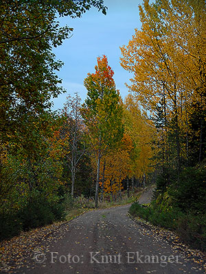 Utsikt fra Musekollen  -  Foto: Knut Ekanger