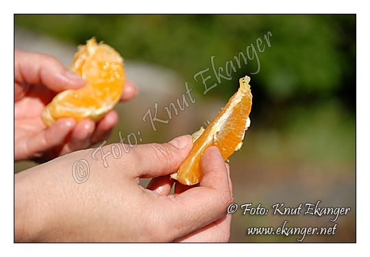 Salss - Appelsin -  Foto: Knut Ekanger