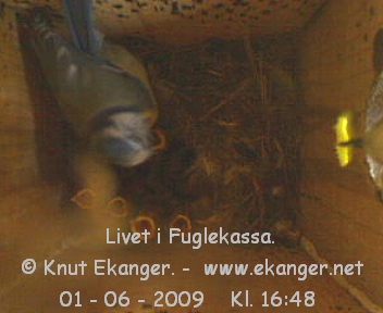 Blmeis med unger. - Fuglekasse med kamera, flg med p livet i fuglekassa. -  Foto: Knut Ekanger
