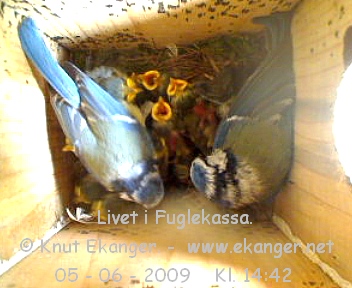 Blmeiser med unger. - Fuglekasse med kamera, flg med p livet i fuglekassa. -  Foto: Knut Ekanger