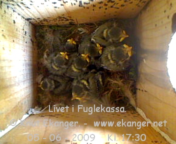 Blmeisunger. - Fuglekasse med kamera, flg med p livet i fuglekassa. -  Foto: Knut Ekanger