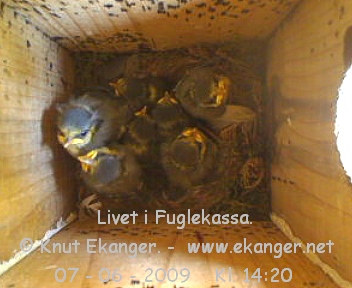 Blmeisunger. - Fuglekasse med kamera, flg med p livet i fuglekassa. -  Foto: Knut Ekanger