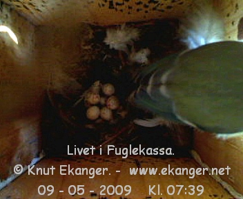 Blmeis. - Fuglekasse med kamera, flg med p livet i fuglekassa. -  Foto: Knut Ekanger