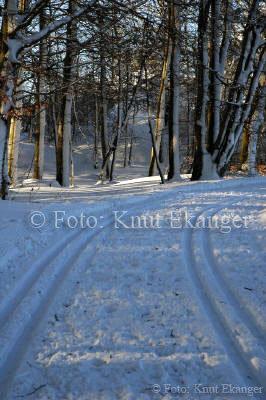 Bkeskogen i Larvik  Foto: Knut Ekanger