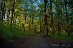 Bkeskogen i Larvik  Foto: Knut Ekanger