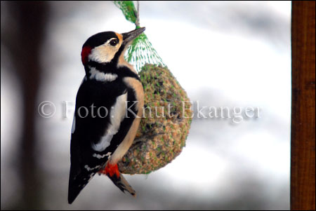 Flaggspett p meisebollen under fuglebrettet - en dag i Desember.   -  Foto: Knut Ekanger