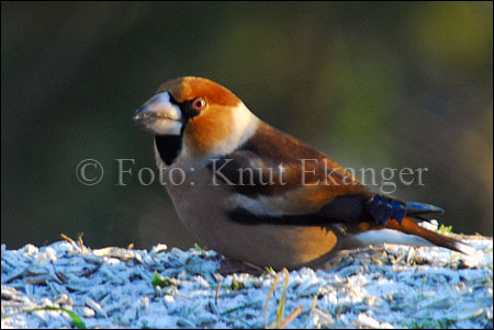 Kjernebiter - en kald dag i Januar.   -  Foto: Knut Ekanger