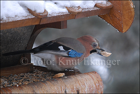 Ntteskrike p brettet - en kald dag i Januar  -  Foto: Knut Ekanger