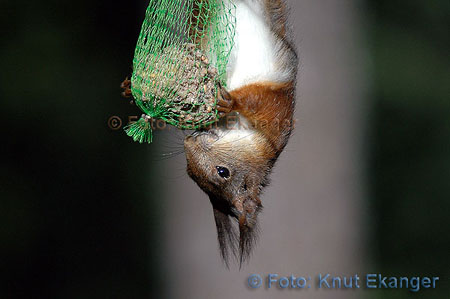 Ekorn er litt av en krabat, den henger gjerne opp-ned etter bakbena for  f en smak av meisebollen. Fotografiet er fra en dag sent i Mai.   -  Foto: Knut Ekanger
