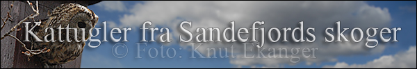 Kattugler fra Sandefjords skoger -  Foto: Knut Ekanger