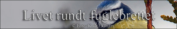 Livet rundt fuglebrettet - Banner -  Foto: Knut Ekanger