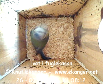 Blmeis. - Fuglekasse med kamera, flg med p livet i fuglekassa. -  Foto: Knut Ekanger