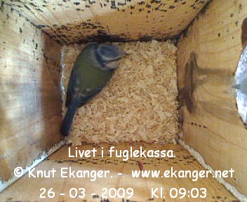 Blmeis. - Fuglekasse med kamera, flg med p livet i fuglekassa. -  Foto: Knut Ekanger