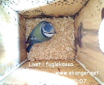 Blmeis. - Fuglekasse med kamera, flg med p livet i fuglekassa. -  Foto: Knut Ekanger