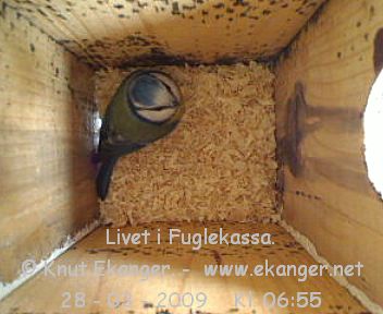 Blmeis. - Fuglekasse med kamera, flg med p livet i fuglekassa. -  Foto: Knut Ekanger
