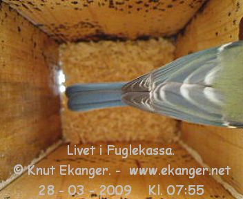 Blmeis. - Fuglekasse med kamera, flg med p livet i fuglekassa. -  Foto: Knut Ekanger