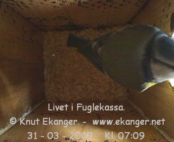 Blmeis. - Fuglekasse med kamera, flg med p livet i fuglekassa. -  Foto: Knut Ekanger