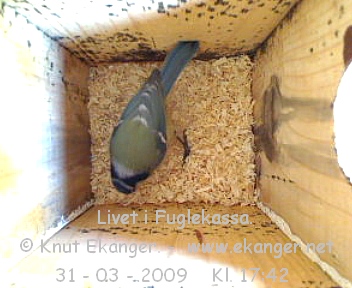 Blmeis. - Fuglekasse med kamera, flg med p livet i fuglekassa. -  Foto: Knut Ekanger