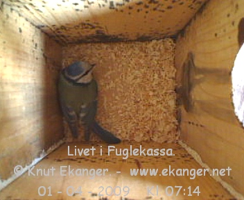 Blmeis. - Fuglekasse med kamera, flg med p livet i fuglekassa. -  Foto: Knut Ekanger