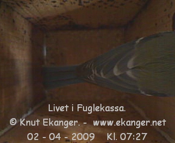 Blmeis. - Fuglekasse med kamera, flg med p livet i fuglekassa. -  Foto: Knut Ekanger