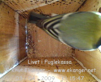 Kjttmeis. - Fuglekasse med kamera, flg med p livet i fuglekassa. -  Foto: Knut Ekanger