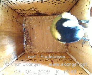 Kjttmeis. - Fuglekasse med kamera, flg med p livet i fuglekassa. -  Foto: Knut Ekanger