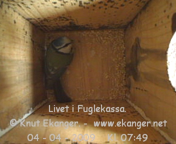 Blmeis. - Fuglekasse med kamera, flg med p livet i fuglekassa. -  Foto: Knut Ekanger