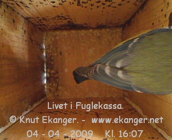 Blmeis. - Fuglekasse med kamera, flg med p livet i fuglekassa. -  Foto: Knut Ekanger