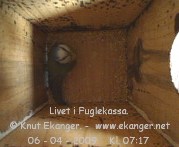Blmeis. - Fuglekasse med kamera, flg med p livet i fuglekassa. -  Foto: Knut Ekanger