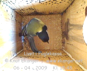 Kjttmeis. - Fuglekasse med kamera, flg med p livet i fuglekassa. -  Foto: Knut Ekanger