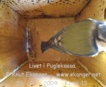 Blmeis. - Fuglekasse med kamera, flg med p livet i fuglekassa. -  Foto: Knut Ekanger