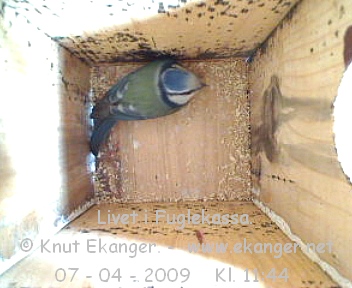 Blmeis. - Fuglekasse med kamera, flg med p livet i fuglekassa. -  Foto: Knut Ekanger
