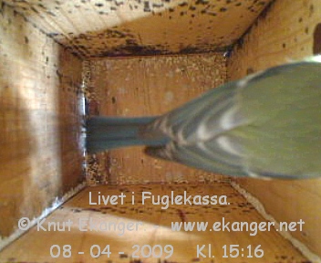 Blmeis. - Fuglekasse med kamera, flg med p livet i fuglekassa. -  Foto: Knut Ekanger