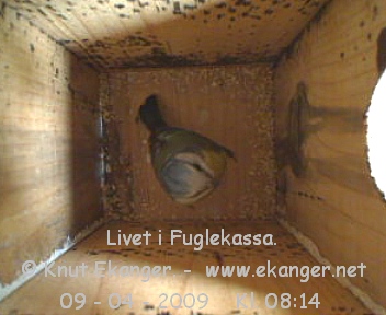 Blmeis. - Fuglekasse med kamera, flg med p livet i fuglekassa. -  Foto: Knut Ekanger