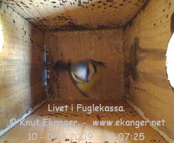 Blmeis. - Fuglekasse med kamera, flg med p livet i fuglekassa. -  Foto: Knut Ekanger