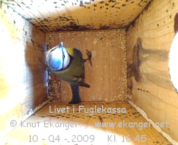 Blmeis. - Fuglekasse med kamera, flg med p livet i fuglekassa. -  Foto: Knut Ekanger