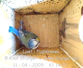 Blmeis. - Fuglekasse med kamera, flg med p livet i fuglekassa. -  Foto: Knut Ekanger