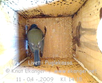 Blmeis. - Fuglekasse med kamera, flg med p livet i fuglekassa. -  Foto: Knut Ekanger