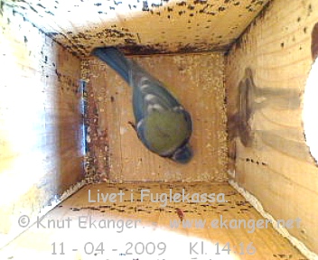 Blmeis. - Fuglekasse med kamera, flg med p livet i fuglekassa. -  Foto: Knut Ekanger