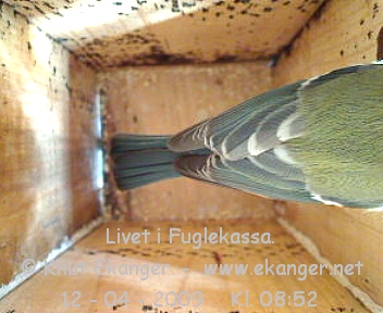 Blmeis. - Fuglekasse med kamera, flg med p livet i fuglekassa. -  Foto: Knut Ekanger