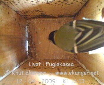 Kjttmeis. - Fuglekasse med kamera, flg med p livet i fuglekassa. -  Foto: Knut Ekanger