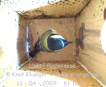 Kjttmeis. - Fuglekasse med kamera, flg med p livet i fuglekassa. -  Foto: Knut Ekanger