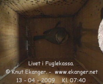 Blmeis. - Fuglekasse med kamera, flg med p livet i fuglekassa. -  Foto: Knut Ekanger