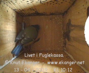 Blmeis. - Fuglekasse med kamera, flg med p livet i fuglekassa. -  Foto: Knut Ekanger
