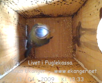 Blmeis. - Fuglekasse med kamera, flg med p livet i fuglekassa. -  Foto: Knut Ekanger