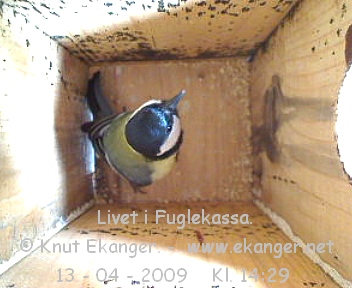 Kjttmeis. - Fuglekasse med kamera, flg med p livet i fuglekassa. -  Foto: Knut Ekanger
